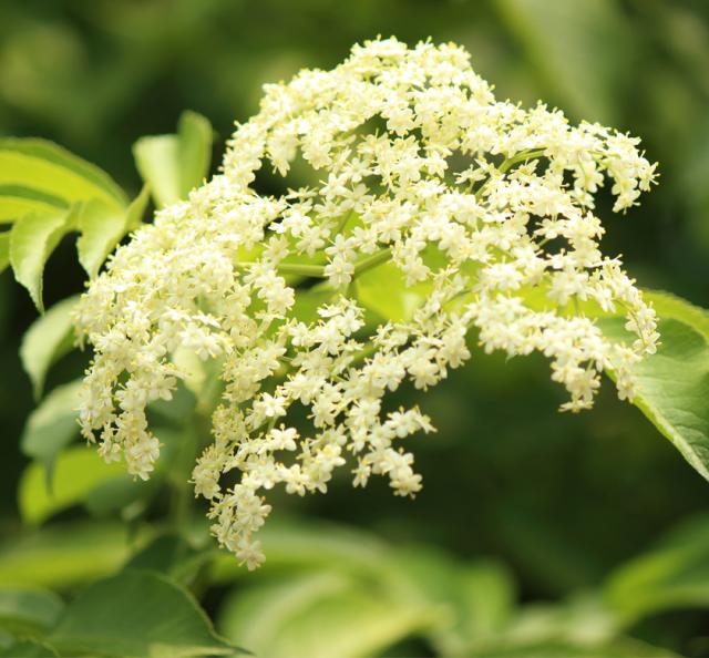 有機オーガニック素材の無農薬・無化学肥料「エルダーフラワー」