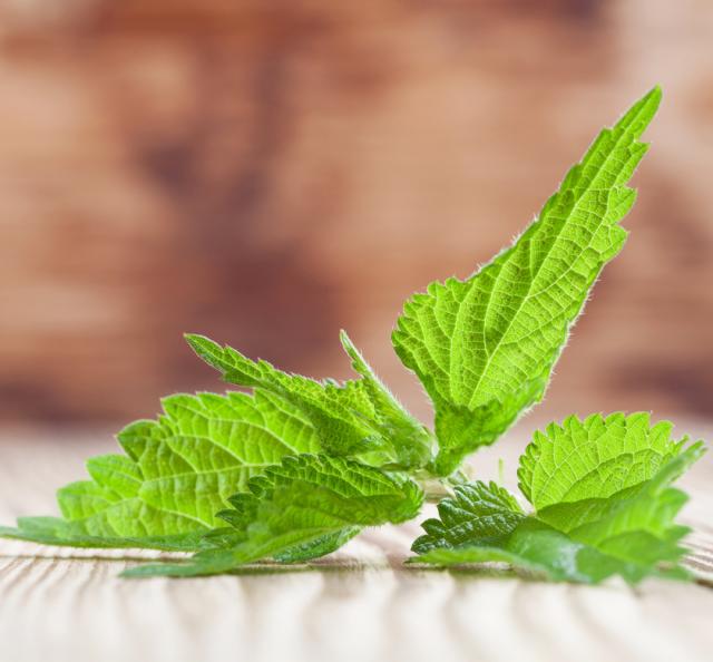 有機栽培オーガニックハーブ　無農薬　無化学肥料　ネトルリーフ　santarosa　サンタローサ