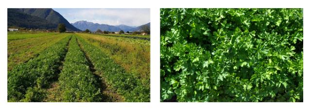 有機栽培オーガニックスパイスハーブ　無農薬　無化学肥料　パセリ