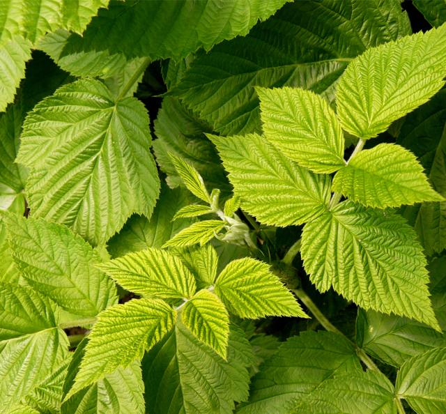 有機栽培オーガニックハーブ　無農薬　無化学肥料　ローズフラワー　santarosa　サンタローサ