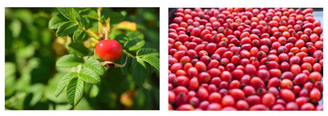 有機栽培オーガニックハーブ　無農薬　無化学肥料　ローズヒップ