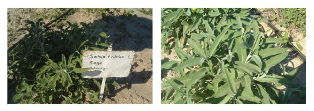 有機栽培オーガニックハーブ　無農薬・無化学肥料ハーブ「セージ」