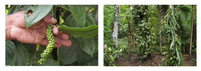 有機栽培オーガニックスパイスハーブ 無農薬 無化学肥料 ホワイトペッパー