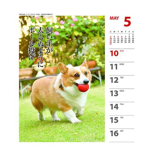 コーギー 犬川柳 週めくり カレンダー 年 壁掛け 卓上 スケジュール いぬ 150 180mm インテリア Calendar メール便可の通販はau Wowma シネマコレクション 5400円以上で送料無料