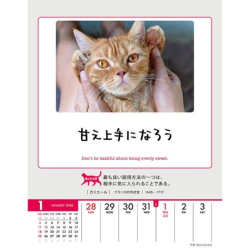 人生はニャンとかなる! 卓上 壁掛 2026 Calendar 卓上カレンダー2026年 ねこ 動物 写真 令和8年暦 メール便可