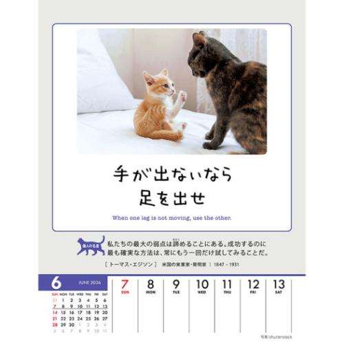 人生はニャンとかなる! 卓上 壁掛 2026 Calendar 卓上カレンダー2026年 ねこ 動物 写真 令和8年暦 メール便可