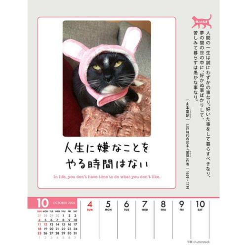 人生はニャンとかなる! 卓上 壁掛 2026 Calendar 卓上カレンダー2026年 ねこ 動物 写真 令和8年暦 メール便可