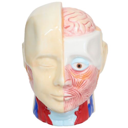 おもしろ雑貨 陶器製貯金箱 人体模型バンク おもしろ雑貨 プレゼント ギフト グッズ