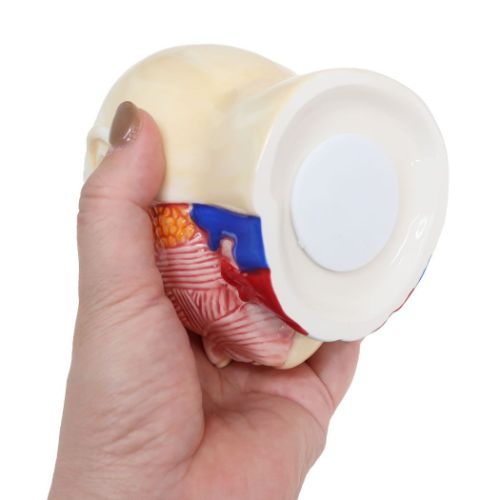 おもしろ雑貨 陶器製貯金箱 人体模型バンク おもしろ雑貨 プレゼント ギフト グッズ