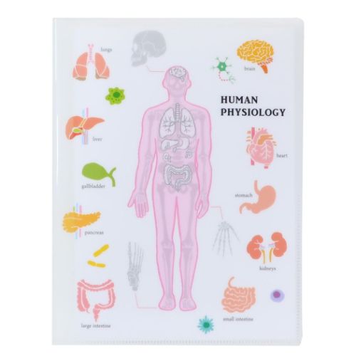 STUDY HOLIC ポケットファイル A4クリアブックファイル 人類生物学 おもしろ雑貨 グッズ