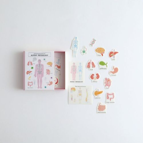 STUDY HOLIC フレークシール 図鑑型ケース付きフレークシール 人類生物学 おもしろ雑貨 グッズ メール便可