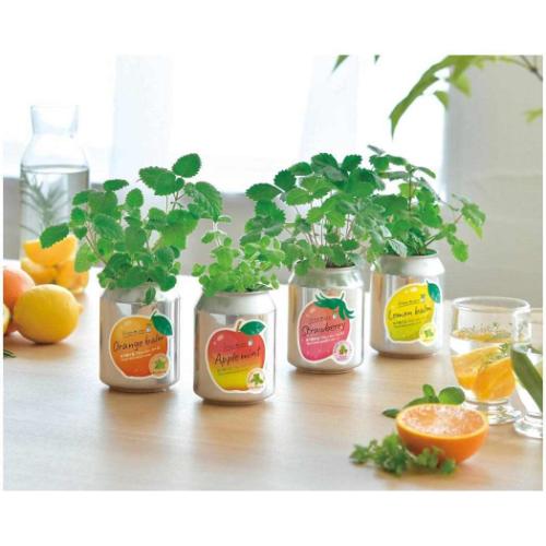 栽培キット グリーンカン オレンジバーム 屋内 家庭菜園 プレゼント
