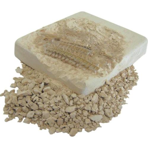 知育玩具 黄金の発掘名人 BIG トリケラトプス 恐竜 プレゼント グッズ