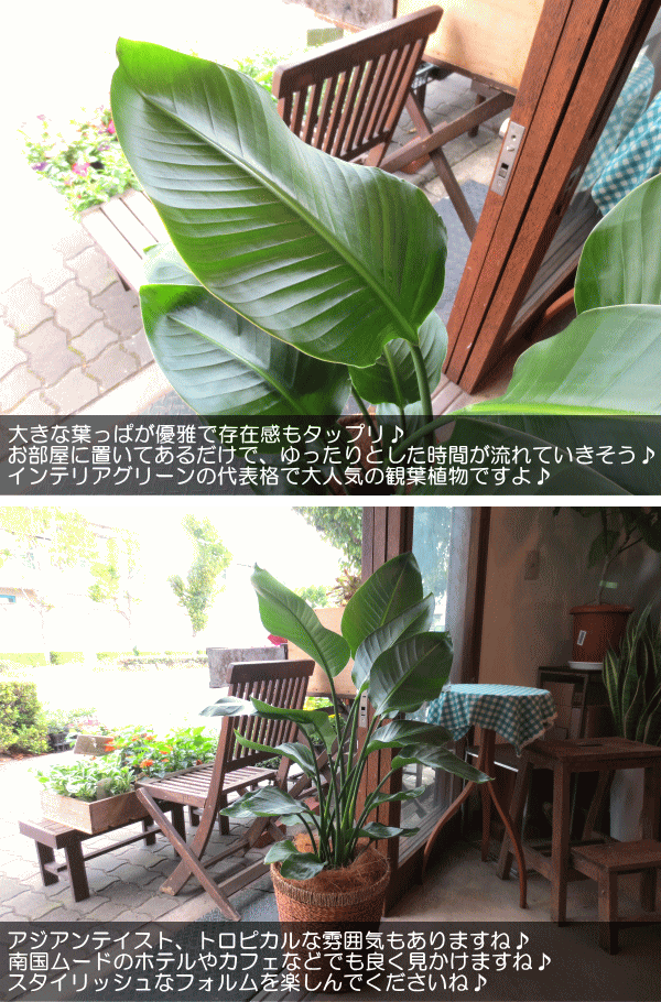 21年最新海外 送料無料 オーガスタ ストレリチア ニコライ 8号鉢サイズ 鉢植え 薫る花 観葉植物 ミニ インテリアグリーン プレゼント わけあり並の激安価格 Www Iacymperu Org