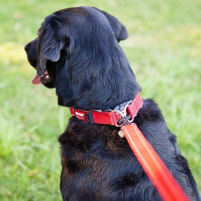 首輪大型犬やさしい毛丈夫簡単楽2個バックル水EZダブルロックカラーL 