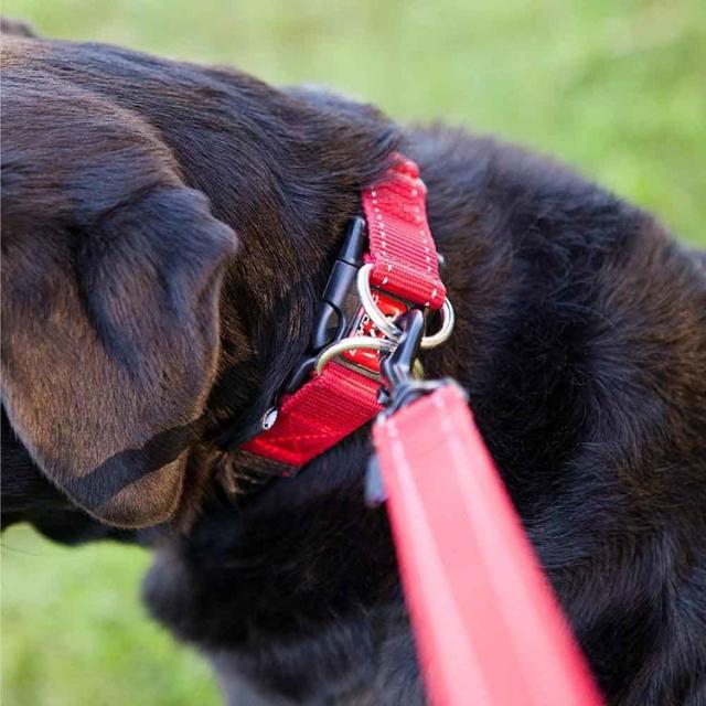 首輪大型犬やさしい毛丈夫簡単楽2個バックル水EZダブルロックカラーL 