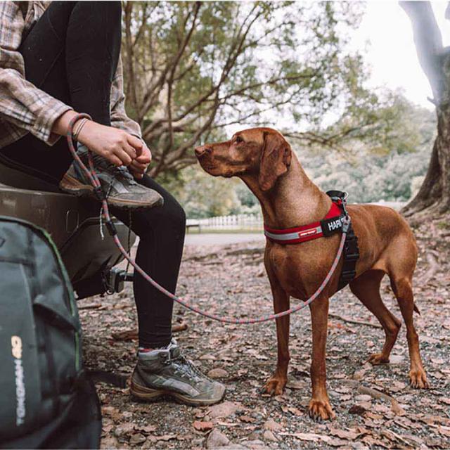 リード犬用機能丈夫使いやすい汚れにくい楽引っ張り便利やさしい濡れにくいEZサミットリードライト6mmEZYDOG 