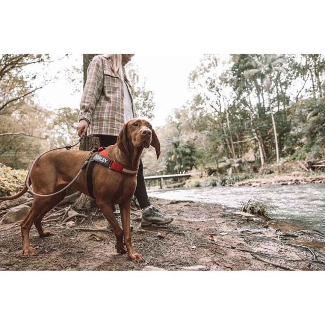 リード犬用機能丈夫使いやすい汚れにくい楽引っ張り便利やさしい濡れにくいEZサミットリードライト6mmEZYDOG 
