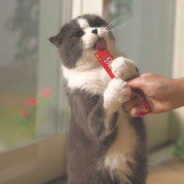 いなばちゅーるチュール猫用ご飯ちゅ〜るペースト液状総合栄養食猫おやつおやつ国産CIAOちゅ〜るごはん14g×40本入りいなばペットフード 