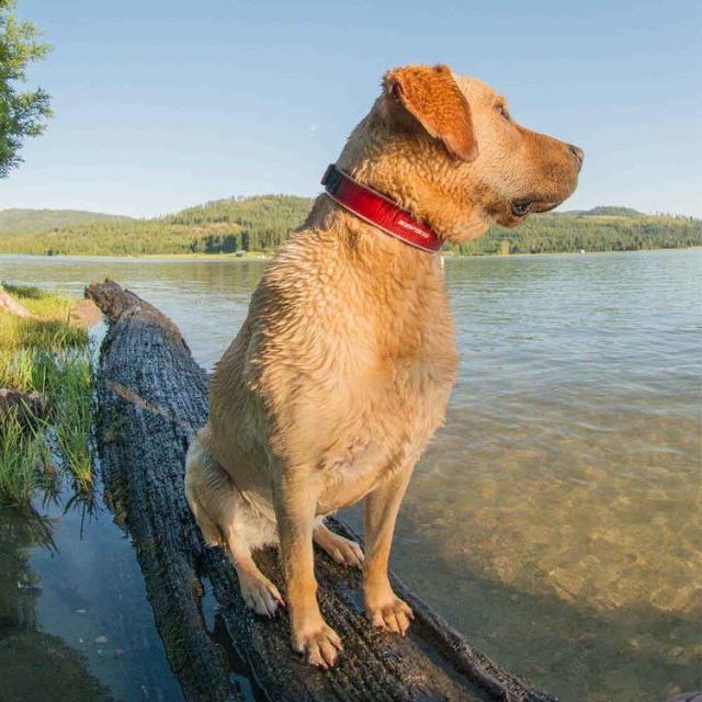 首輪大型犬やさしい毛丈夫簡単楽フレブルバックル水EZネオカラーXL 