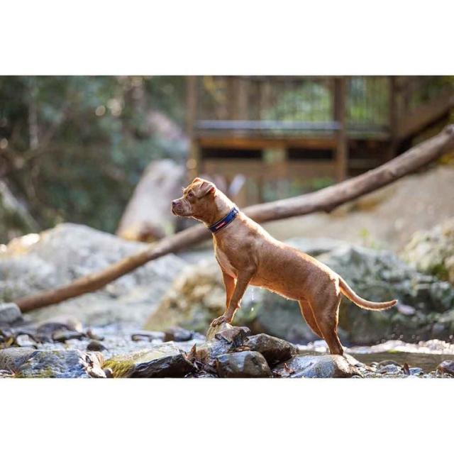 首輪大型犬やさしい毛丈夫簡単楽フレブルバックル水EZネオカラーXL 