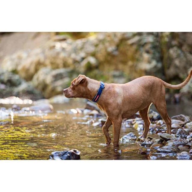 首輪大型犬やさしい毛丈夫簡単楽フレブルバックル水EZネオカラーXL 