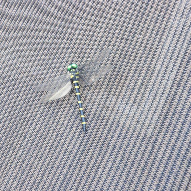 オニヤンマおにやんま鬼やんま虫よけ虫除けトンボアウトドアゴルフ山登りブローチ鬼ヤンマ 