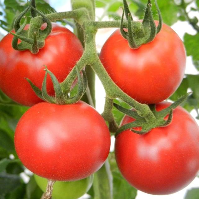 トマト北海道産地直送旬フルーツ野菜ギフト糖度【倉庫登録】下川町産フルーツトマト1箱（8〜15玉） 