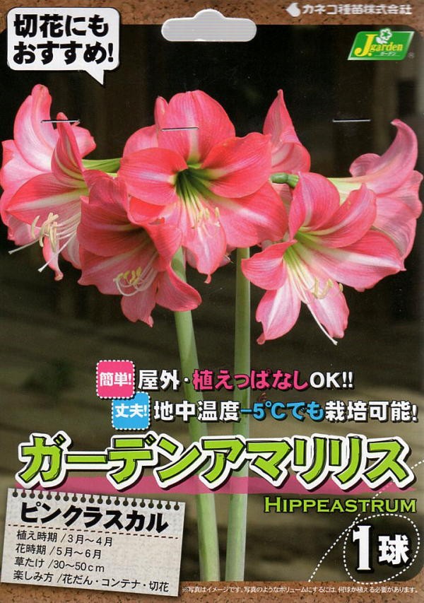 花球根 ガーデンアマリリス 耐寒性ヒッペアストラム ピンクラスカル 1球入の通販はau Wowma ワウマ Gardener S Shop Ivy 商品ロットナンバー 330654167