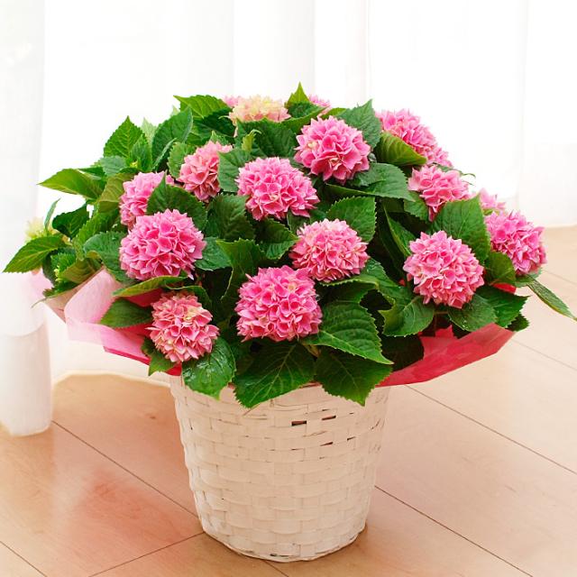 年予約母の日ギフト コンパクトアジサイ 茜雲 鉢花 送料無料 北海道 沖縄 東北発送不可 の通販はau Wowma ワウマ さいじょう緑花 商品ロットナンバー