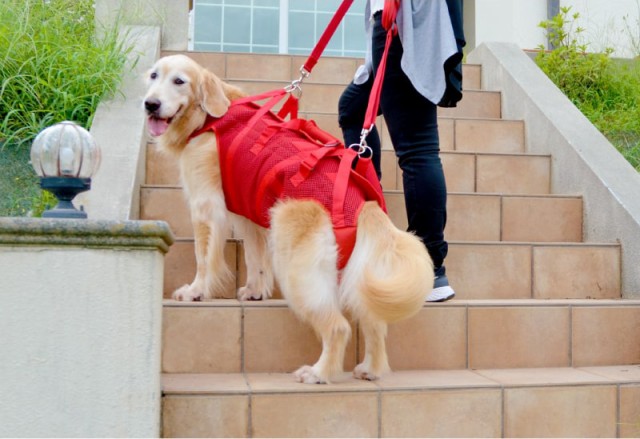 限定SALE 犬 ハーネス 介護用ハーネス 安心 しっかり 軽量 洗える 中・大型犬用オス・メス兼用 メッシュ3WAYケアハーネス 中・大型犬用オス・メスの通販はau PAY マーケット - ペット用品専門メーカー 在庫高品質