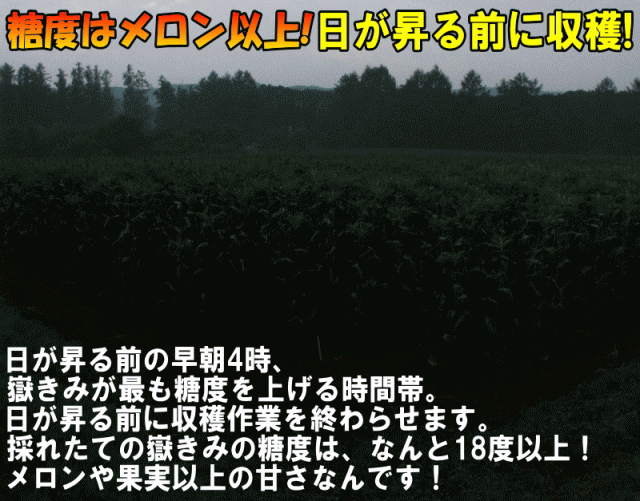 日の出前に収穫