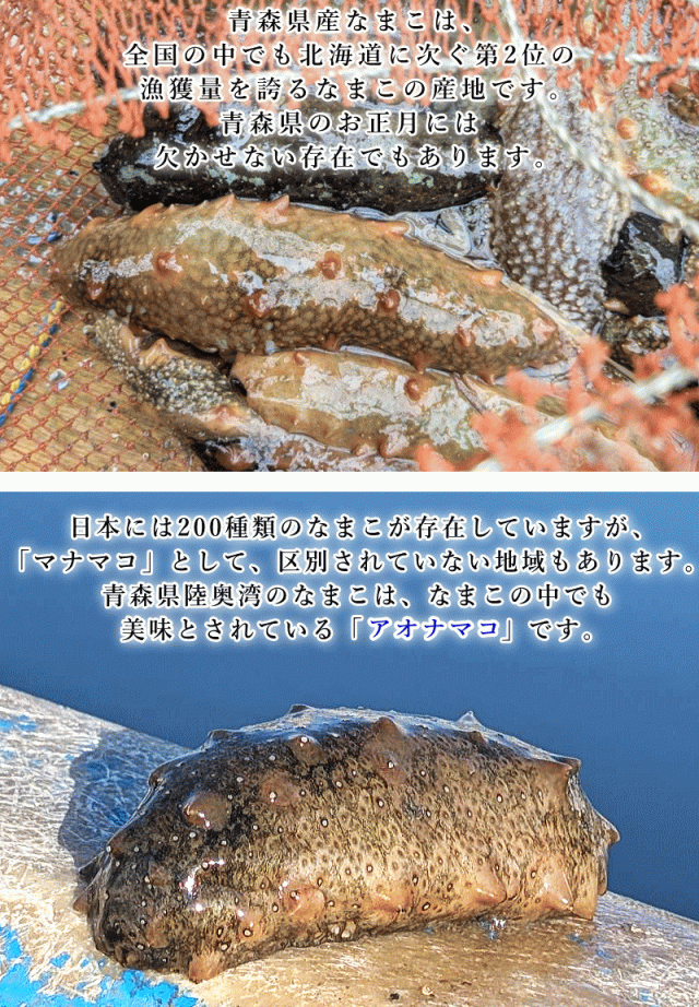 青森はなまこの産地