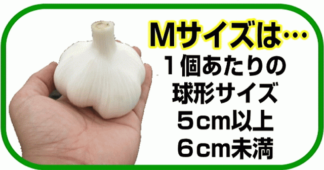 Mサイズの大きさ