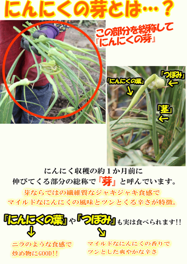 にんにくの芽とは？
