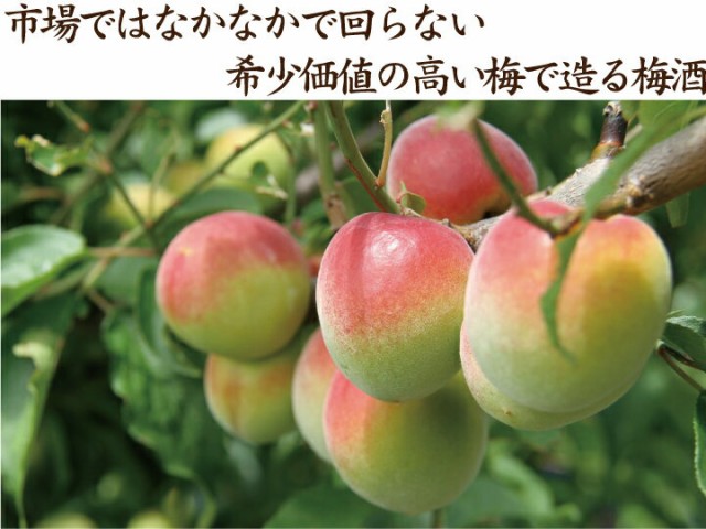 高品質限定SALE ギフト 梅酒 プレゼント お酒 紅南高 熟成 限定 受賞 中野BC 長久庵。
の通販はau PAY マーケット - 紀州の梅酒・日本酒の通販 長久庵|商品ロットナンバー:335259997 100%新品お得