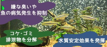 ゼンスイ 水槽用 UV殺菌灯 13W UVバズーカ (45〜120cm水槽まで