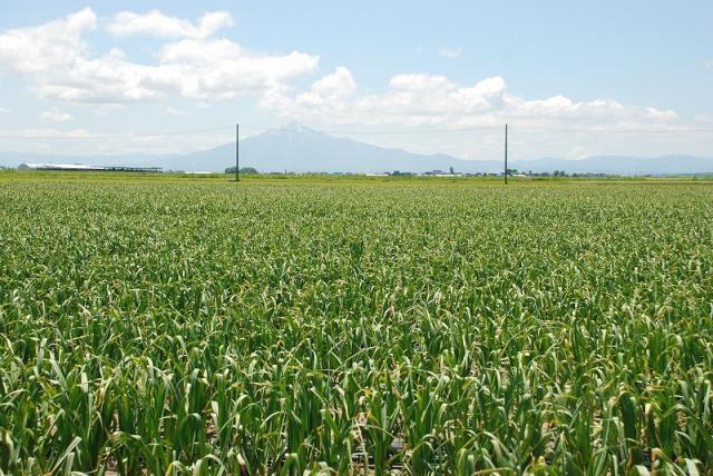 津軽にんにく　つがる市　夏