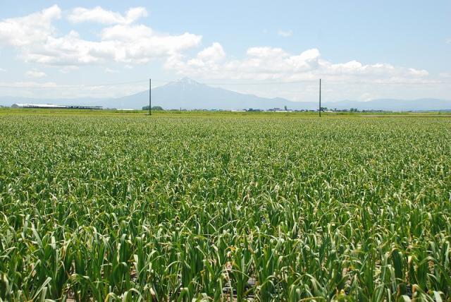 津軽にんにく つがる市 夏