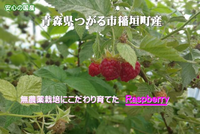 ラズベリー 冷凍 バラ 送料無料 1kg 3パック 栽培期間中農薬不使用 無添加 無着色 国産 木苺 キイチゴの通販はau Pay マーケット グルメ通り 商品ロットナンバー