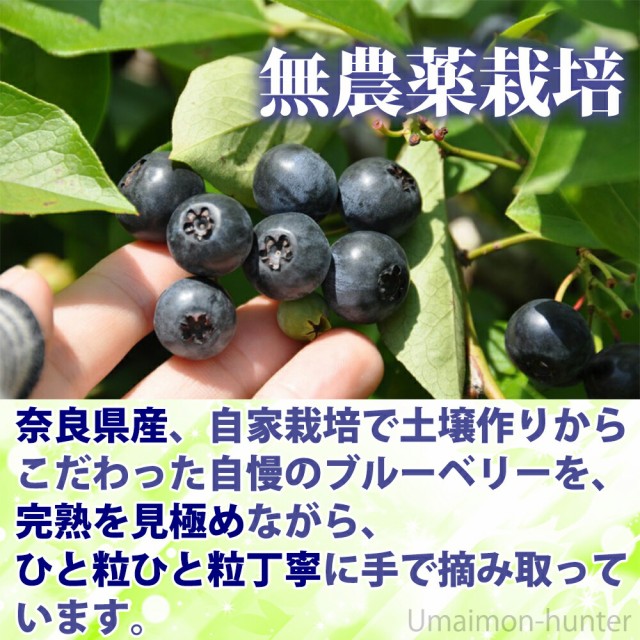 限定価格セール 堀うち農園 冷凍ブルーベリー100g 30p 無農薬栽培 安心 安全 条件付き送料無料 当店人気の限定モデルが再々々入荷 Farmerscentre Com Ng