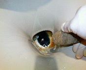 3.度合いにより数十分〜数時間放置。ピューミ等で時々緩み具合を確認します。
