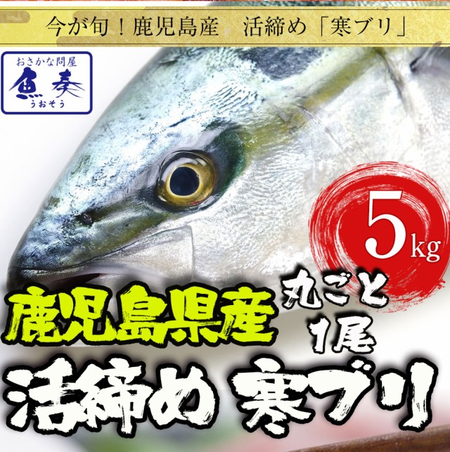 ぶり ブリ 鰤 寒ブリ １尾 約5ｋｇ 鹿児島産 お刺身用 送料無料 チルド ぶりしゃぶ ぶり照り 忘年会 ギフト 在宅 歳末 Saleの通販はau Pay マーケット おさかな問屋 魚奏