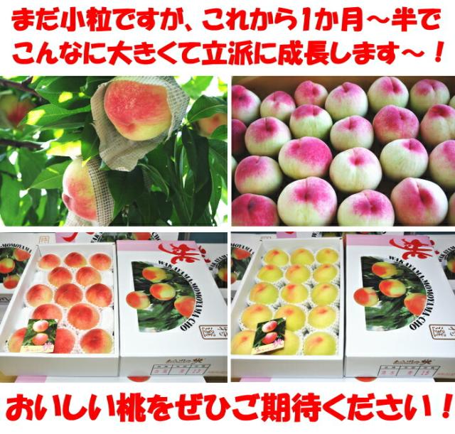 JA紀里取材2