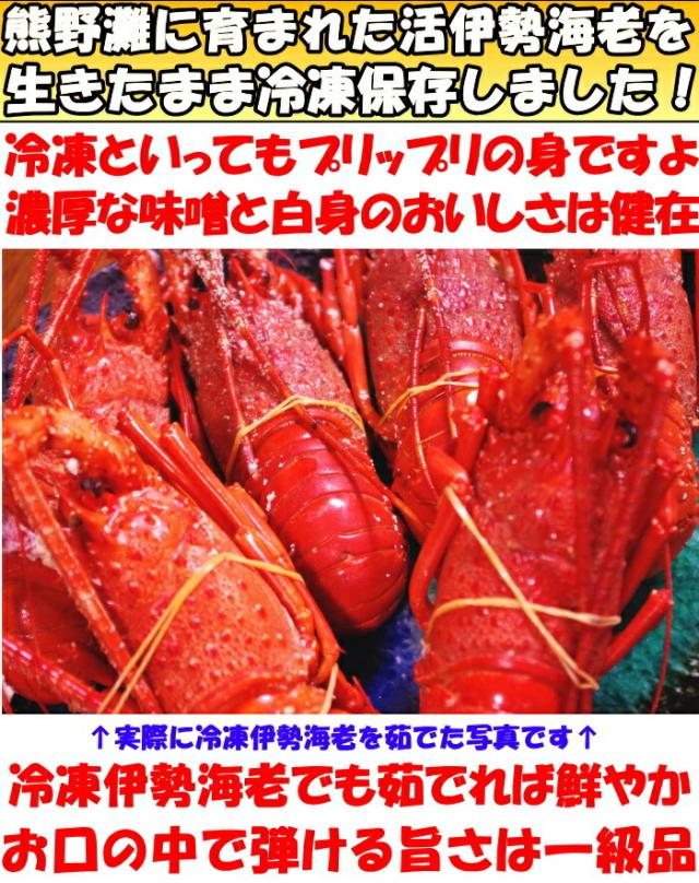 訳アリ伊勢海老ベネ１