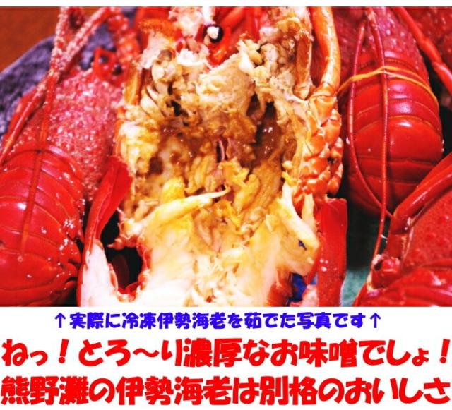 訳アリ伊勢海老ベネ２
