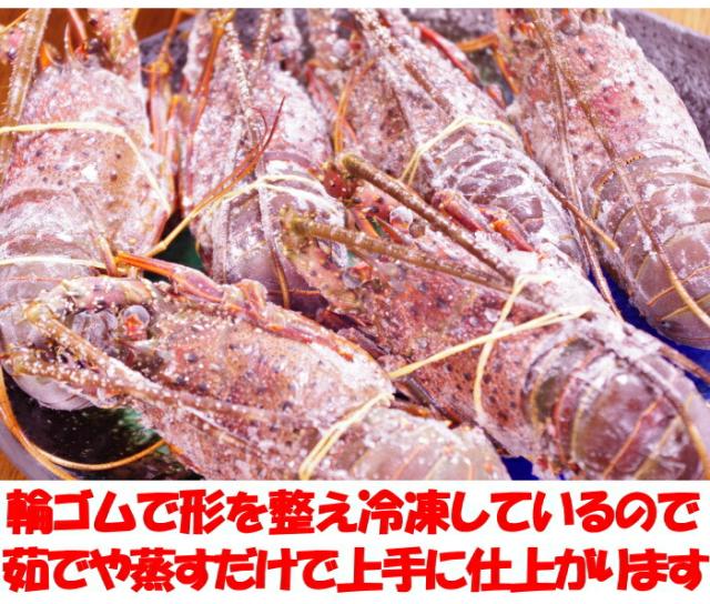 訳アリ伊勢海老ベネ３