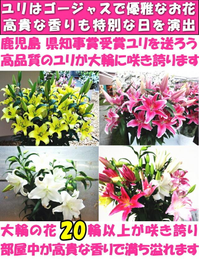 鹿児島宮路園芸ベネ2