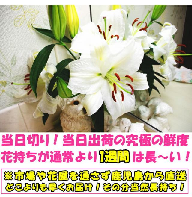 鹿児島ユリベネ2