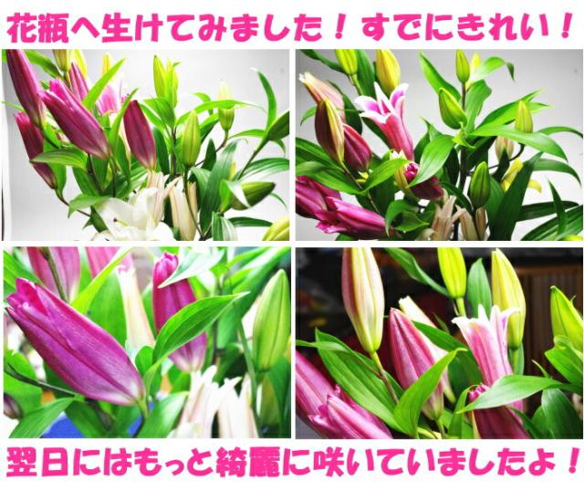 鹿児島ユリ届いたイメージ2